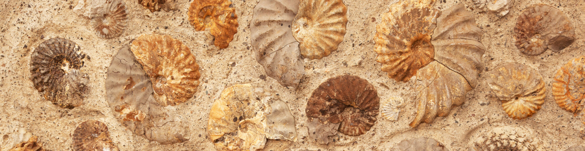 FUNDACJA POPULARYZACJI NAUKI IM. EUKLIDESA                           